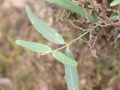Secamone filiformis