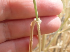 Hordeum vulgare