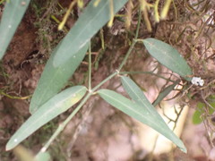 Secamone filiformis