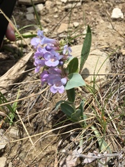 Penstemon nitidus