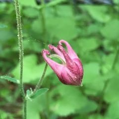 Aquilegia vulgaris