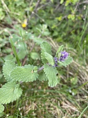 Nepeta × faassenii
