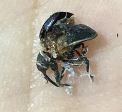 Rhyssomatus marginatus