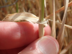 Hordeum vulgare