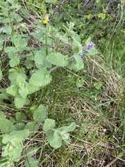 Nepeta × faassenii
