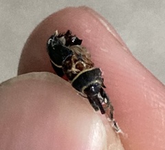 Rhyssomatus marginatus