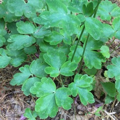 Aquilegia vulgaris