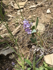 Penstemon nitidus