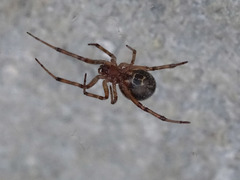 Steatoda paykulliana