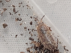 Porcellio scaber
