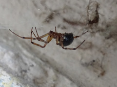 Steatoda paykulliana