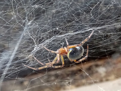 Steatoda paykulliana