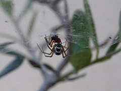 Frontinellina frutetorum