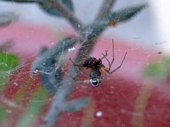 Frontinellina frutetorum