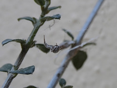 Uloborus walckenaerius