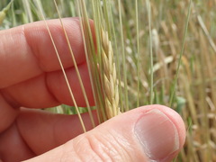 Hordeum vulgare