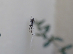 Uloborus walckenaerius