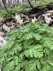 Dicentra cucullaria