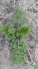 Daucus carota sativus