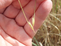 Hordeum vulgare