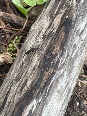 Rainieria antennaepes