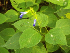 Salvia caudata