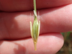 Hordeum vulgare