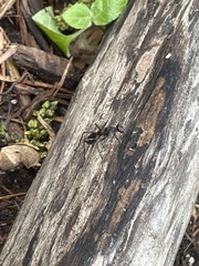 Rainieria antennaepes