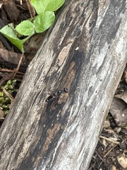 Rainieria antennaepes