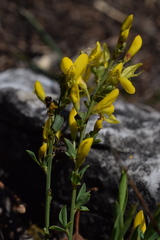 Cytisus pseudoprocumbens
