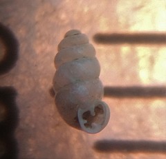 Vertigo gouldii