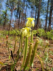 Sarracenia minor minor