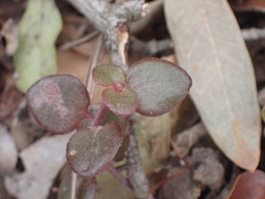 Crassula spathulata