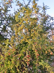 Condalia velutina