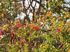 Condalia velutina