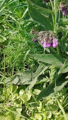 Symphytum officinale