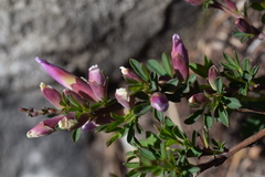 Chamaecytisus purpureus