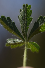 Potentilla pusilla