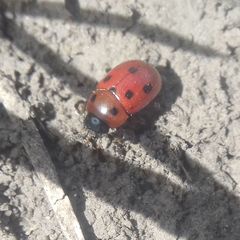 Gonioctena fornicata