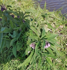 Symphytum officinale