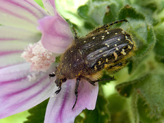 Oxythyrea funesta