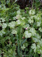 Geranium lucidum
