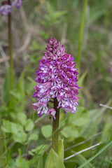 Orchis × hybrida