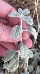 Heliotropium rotundifolium