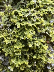 Metzgeria crassipilis