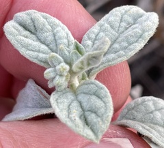 Heliotropium rotundifolium