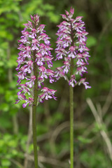 Orchis × hybrida