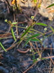 Euphorbia curtisii