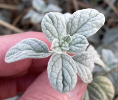 Heliotropium rotundifolium