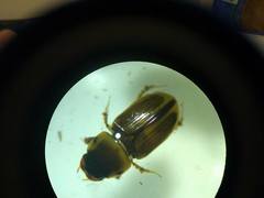 Aphodius